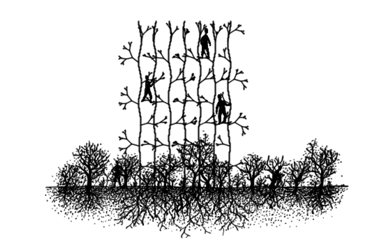biophilic design