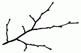 twig
